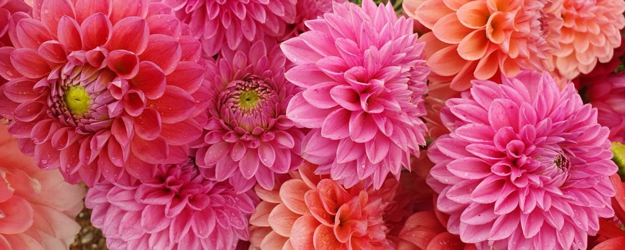 Close up of a bunch of pink Dahlias