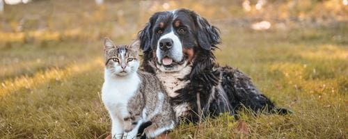 Bernese mountain dog and domestic cat sit next to eachother on grass