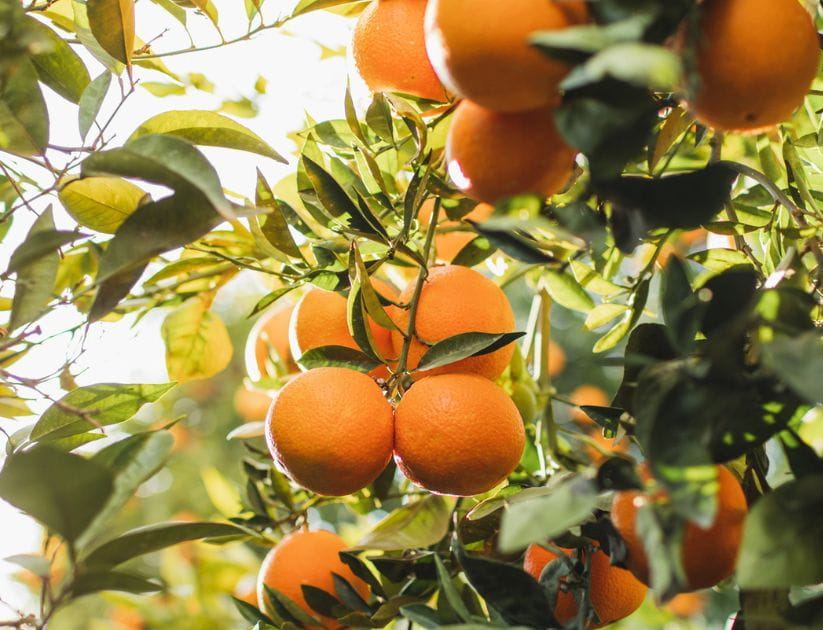 Bunch of oranges in a tree