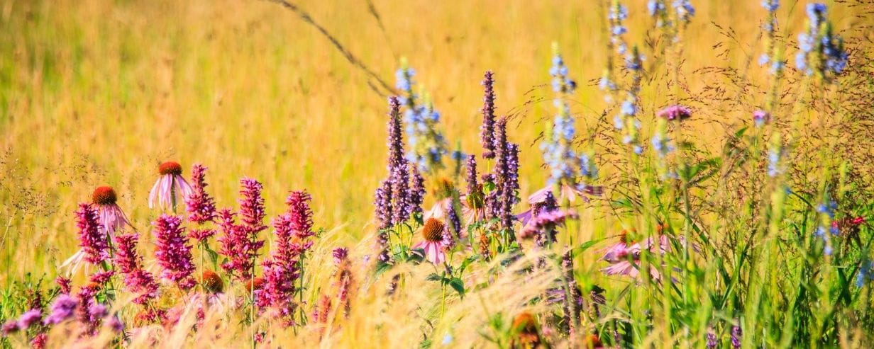 A picture of a mix of prairie plants during late summer