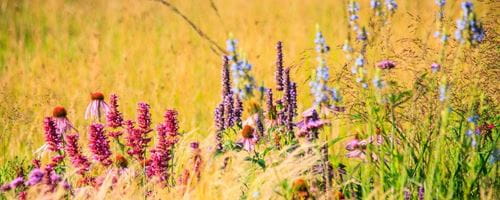 A picture of a mix of prairie plants during late summer