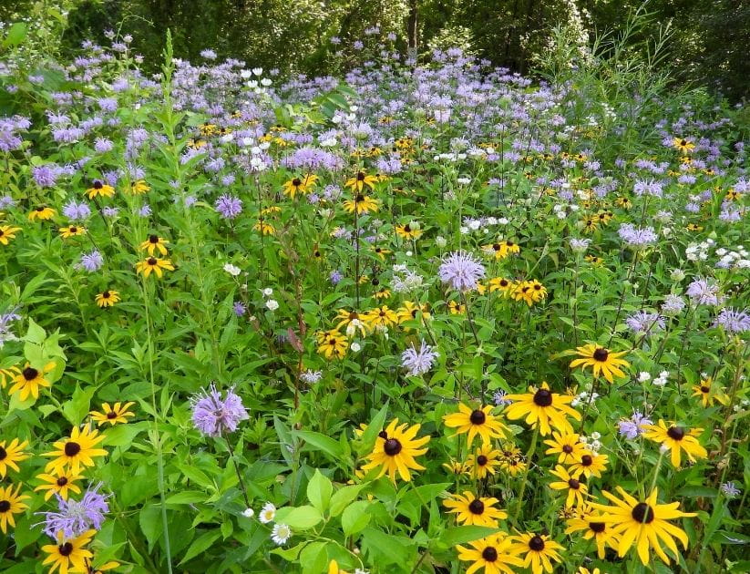 Rudbeckia, a North American Prairie wildflower