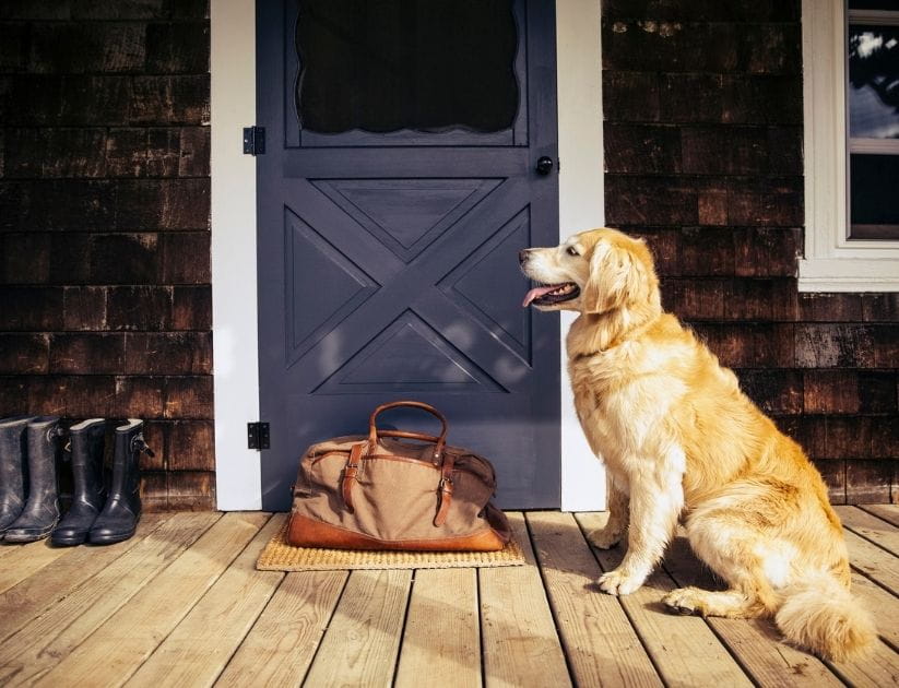  Golden retriever sitting on front porch