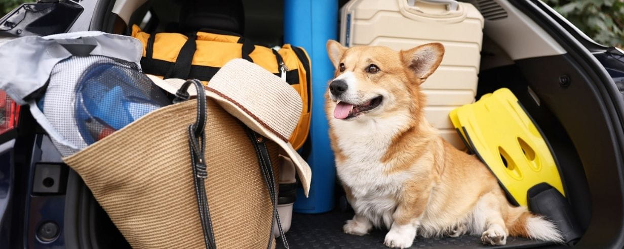 Pembroke Welsh Corgi with suitcase and other stuff in car trunk
