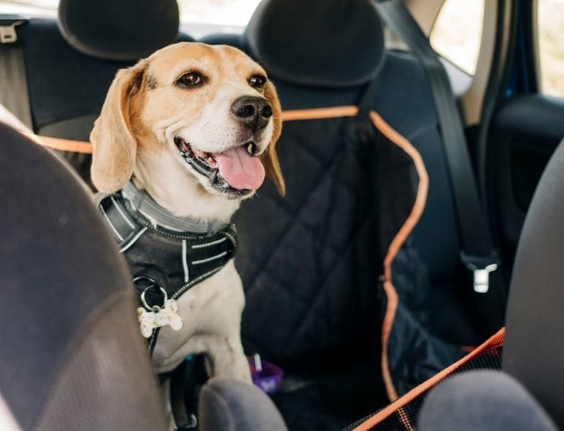  Beagle dog traveling inside a car
