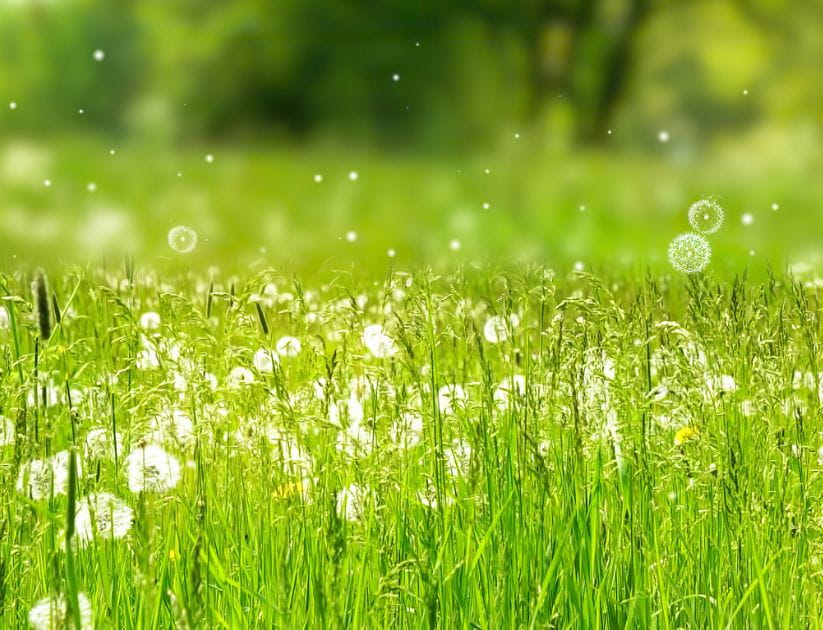 Field with pollen particles in the air