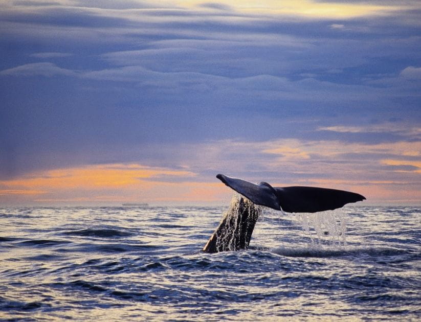 The tail of a sperm whale points out of sea water