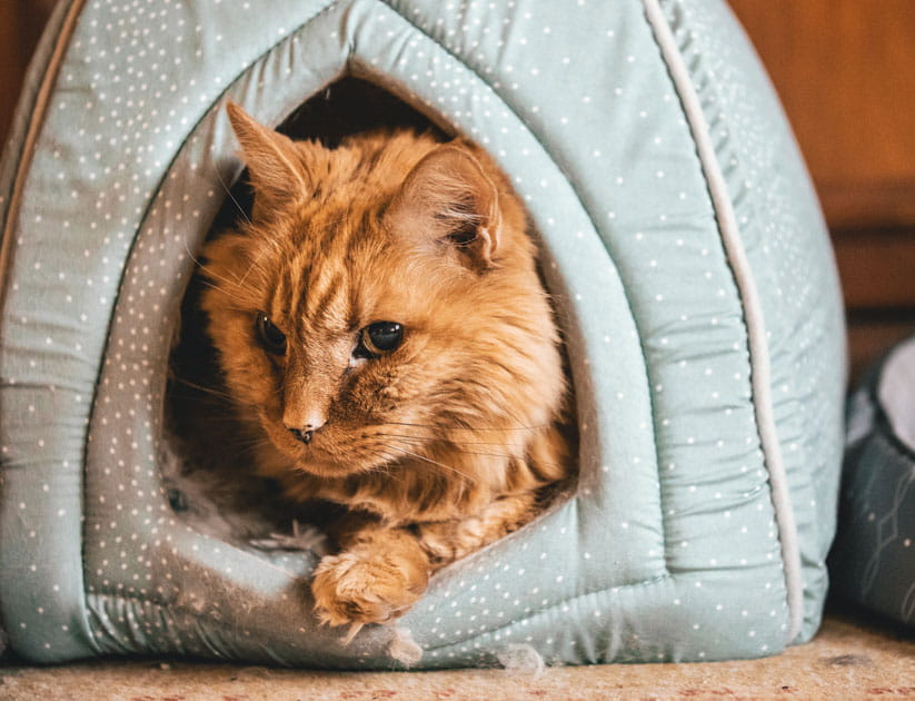 Fluffy orange cat relaxing in a plush cat cave indoors