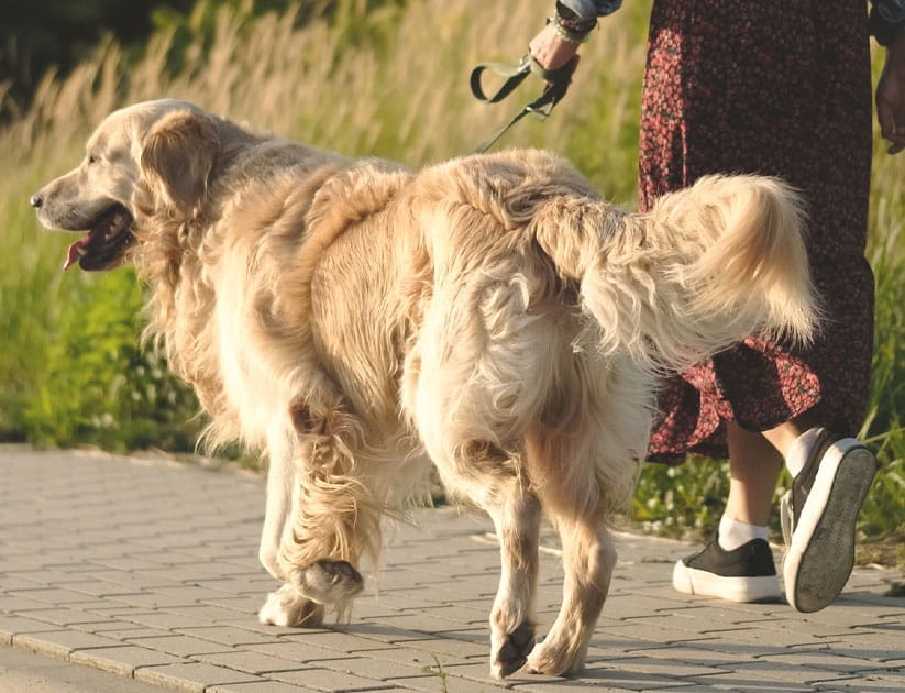 Dog owner walking a Golden Retriever during late afternoon