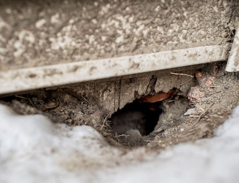 A hole in the foundation of an apartment building in Libbytown, presumably dug by rats