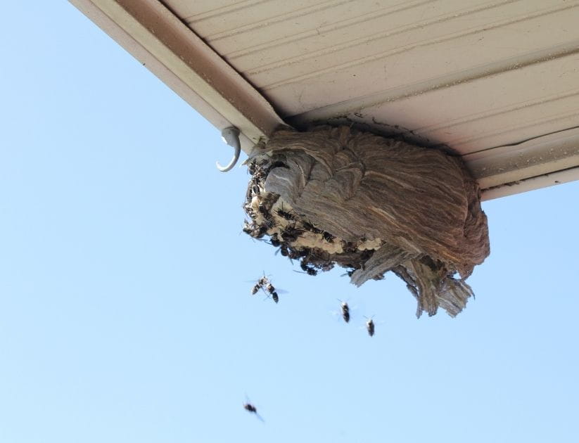 Hornets flying to a a broken nest on the eave of a residential home