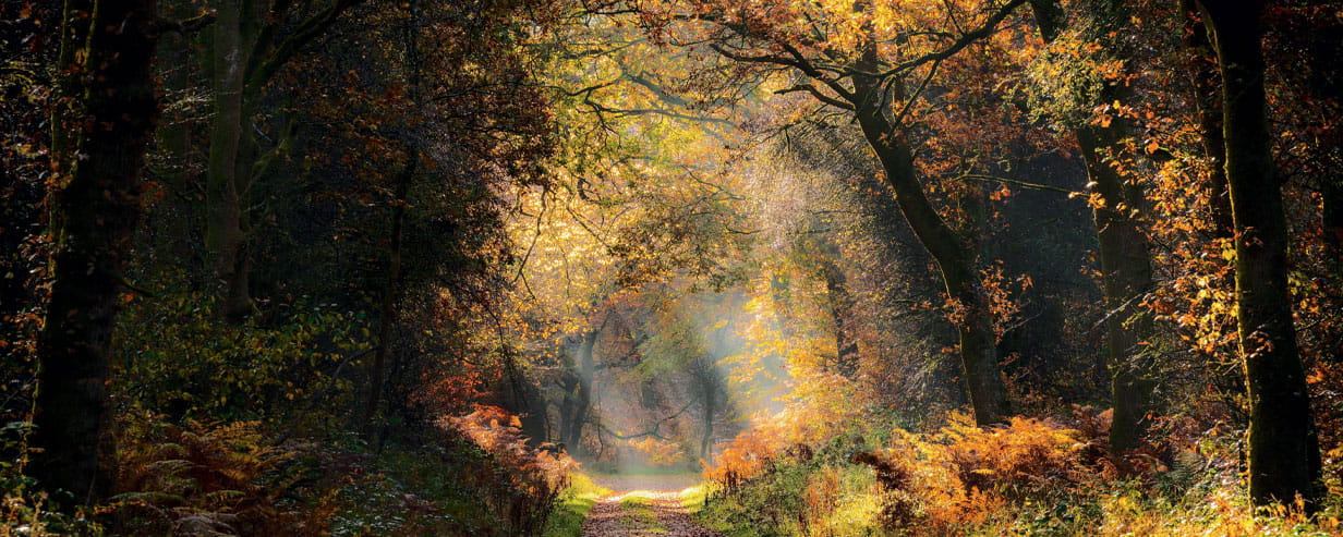 An autumnal forest path