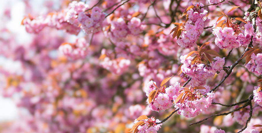 A busy picture filled with cherry blossom