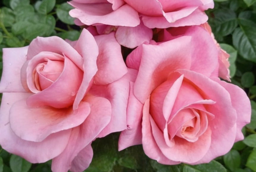 A trio of three pink Saga rose with deep green leaves in the background