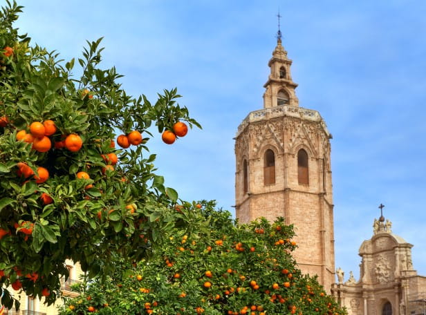 Orange tree and Valencia Cathedral | Getty/rglinsky
