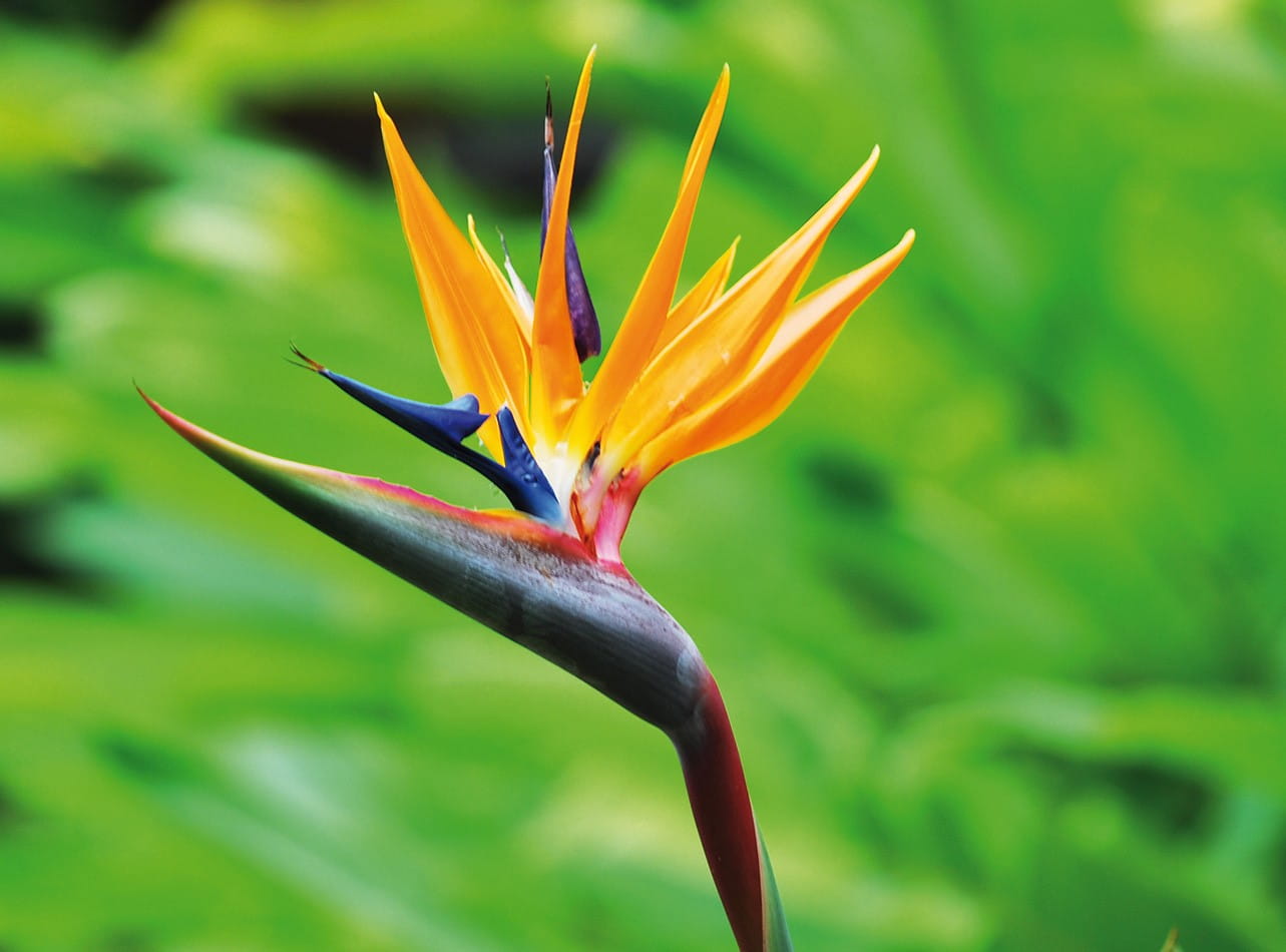 A bright yellow flower with grass in the background