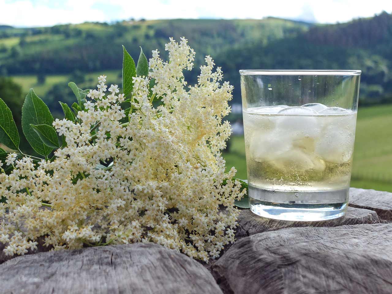 A glass with elderflower gin and ice next to some elderflowers