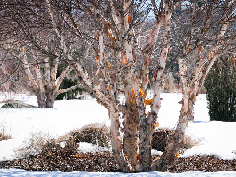 River birch Betula nigra