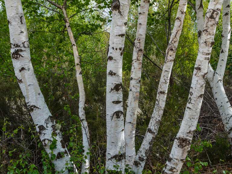Betula pubescens downy birch