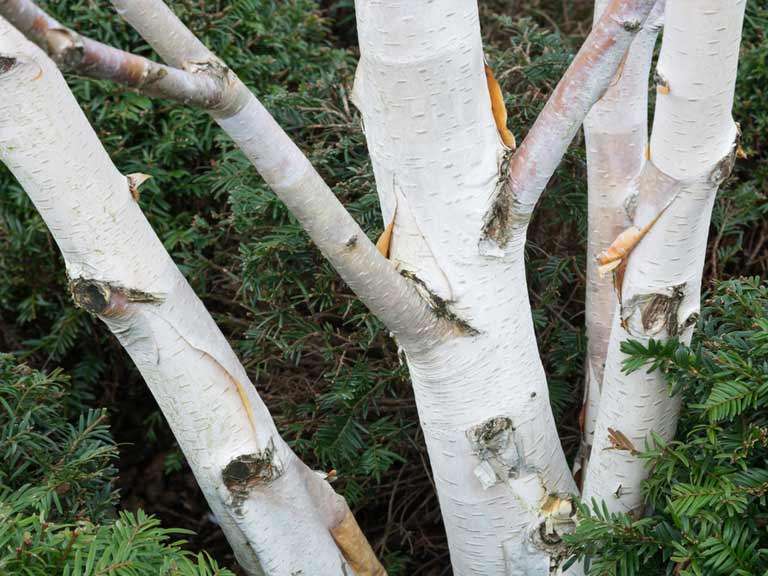 Betula utilis var. jacquemontii Himalayan birch