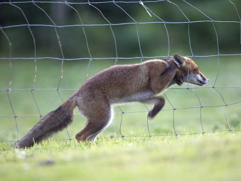 Fox jumping through gap in fence