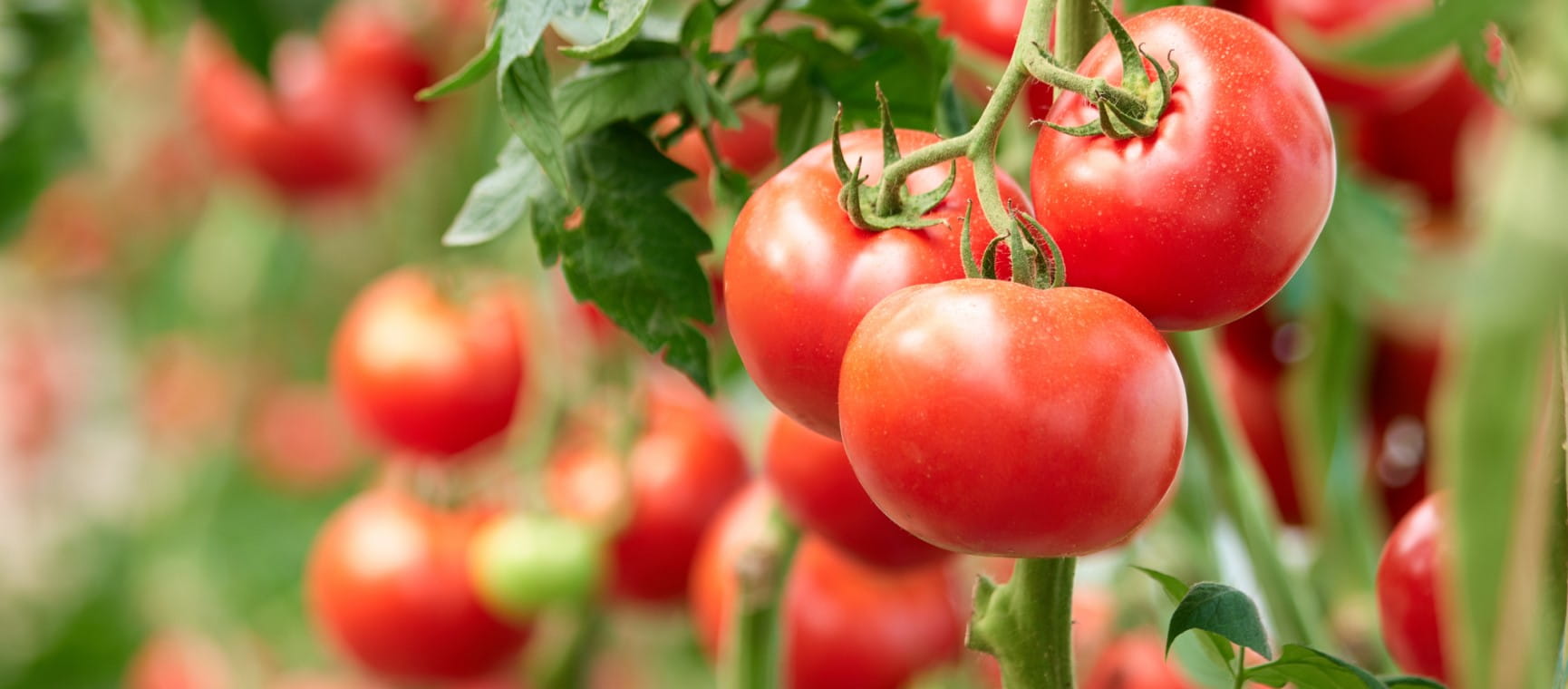 tomatoes growing on their vines