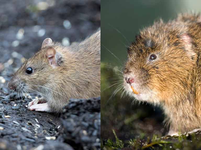 Brown rat and water vole comparison