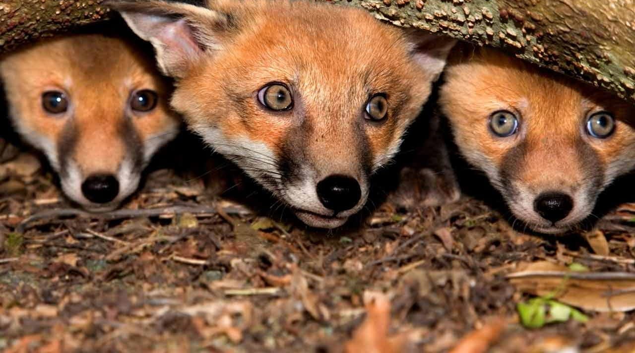 Fox cubs by David Chapman