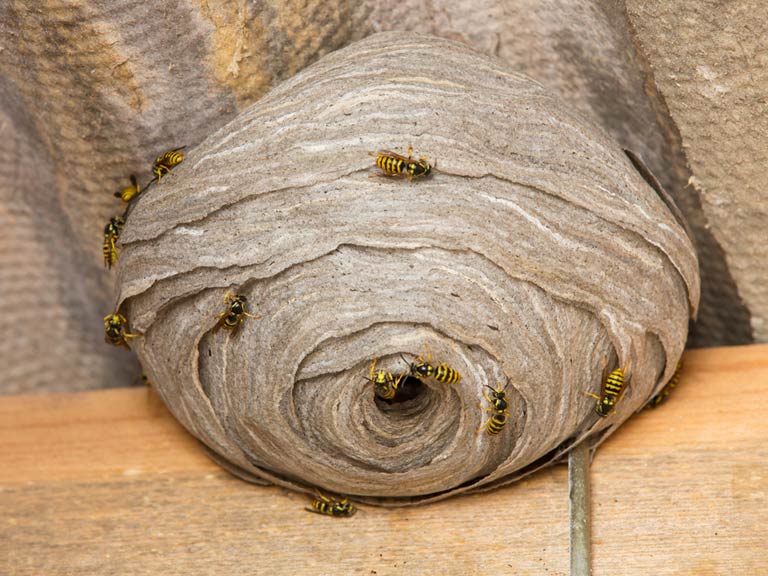 What to do about a wasp nest and what do they look like?