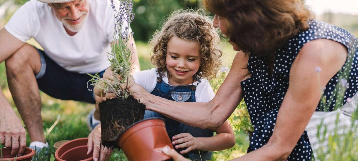 Grandparents planting a lavender plant with their granddaughter