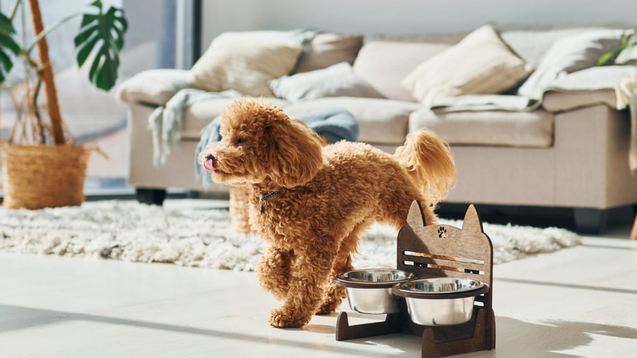 Cute little poodle puppy is indoors in the modern domestic room.